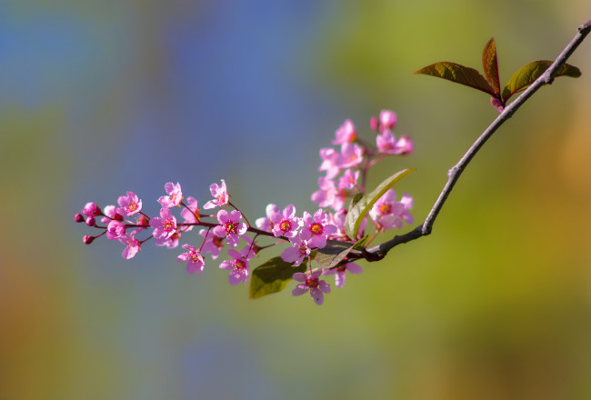 Обои картинки фото цветы, цветущие деревья ,  кустарники, цветение, ветка, весна, фон, макро