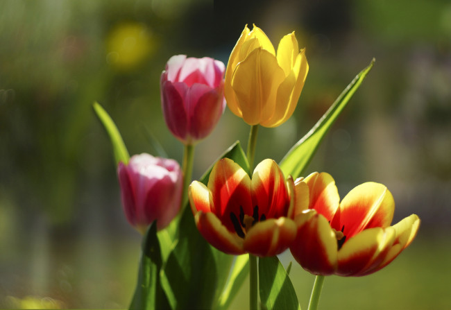 Обои картинки фото цветы, тюльпаны, боке, бутоны, лепестки