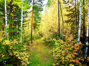 Картинка природа лес тропинка осень