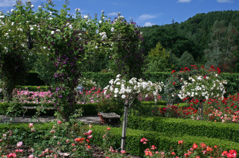 Картинка природа парк розарий
