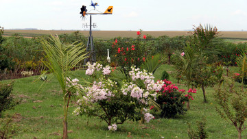 Картинка природа парк пальмы кусты цветы
