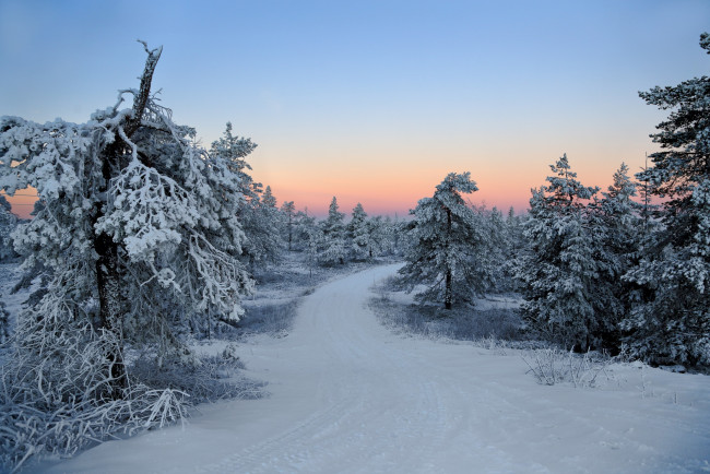 Обои картинки фото природа, зима, снег, иней