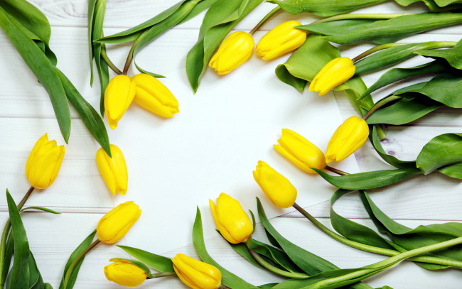 Обои картинки фото цветы, тюльпаны, желтые, бутоны