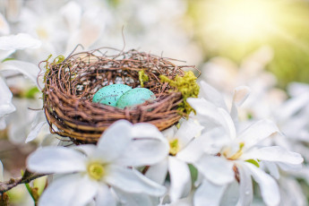 Картинка праздничные пасха яйца малиновки весна природа кизил