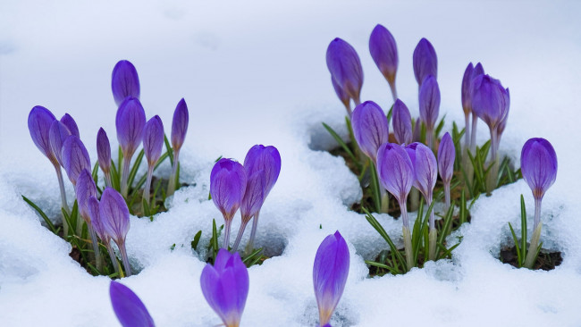 Обои картинки фото цветы, крокусы, первоцветы, весна, лиловые, снег