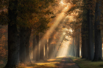 Картинка природа парк дорога осень лес солнце лучи свет деревья туман стволы листва утро дымка аллея