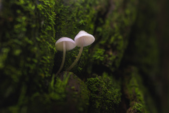 Картинка природа грибы мох мицена