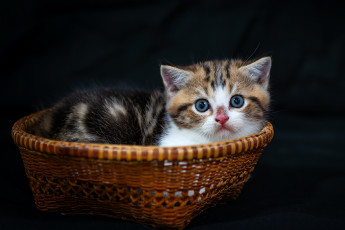 Картинка животные коты взгляд малыш мордочка котёнок корзинка тёмный фон