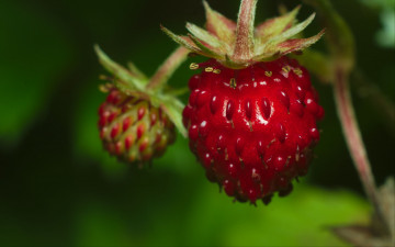 Картинка природа ягоды клубника земляника лесная