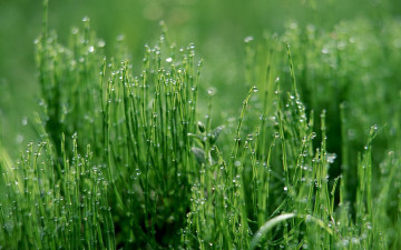 Картинка природа макро трава