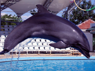 Картинка дельфин животные дельфины