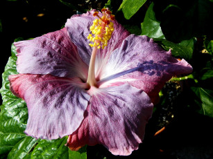 Картинка цветы гибискусы фиолетовый экзотика