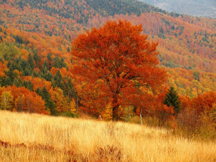Картинка природа деревья лес дерево осень