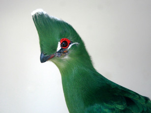 Картинка турако животные хохолок зеленый