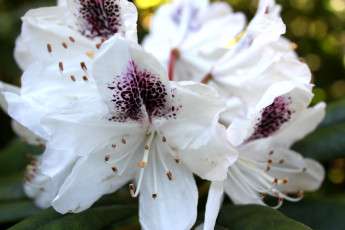 Картинка цветы рододендроны азалии белый