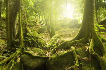 Картинка природа лес деревья тропические солнце загадочный
