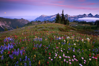 Картинка природа луга цветы вечер горы люпин