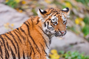 Картинка тигренок животные тигры малыш