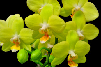 Картинка цветы орхидеи салатовый яркий экзотика