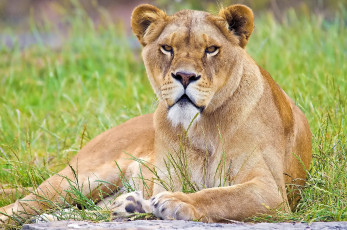 Картинка животные львы морда львица взгляд