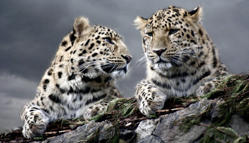 Картинка животные леопарды пятна пара