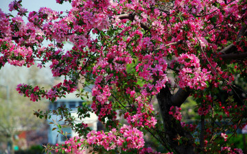 Картинка природа деревья дерево яблоня цветение