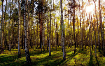 Картинка природа лес березовые стволы