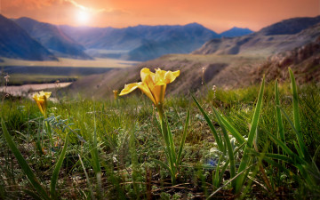 Картинка природа луга цветок трава горы
