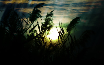 Картинка природа восходы закаты макро трава поле