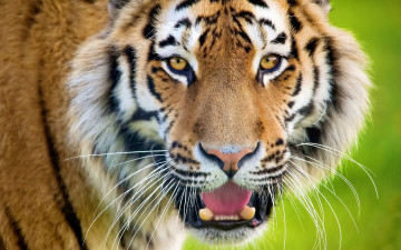 Картинка тигр животные тигры морда