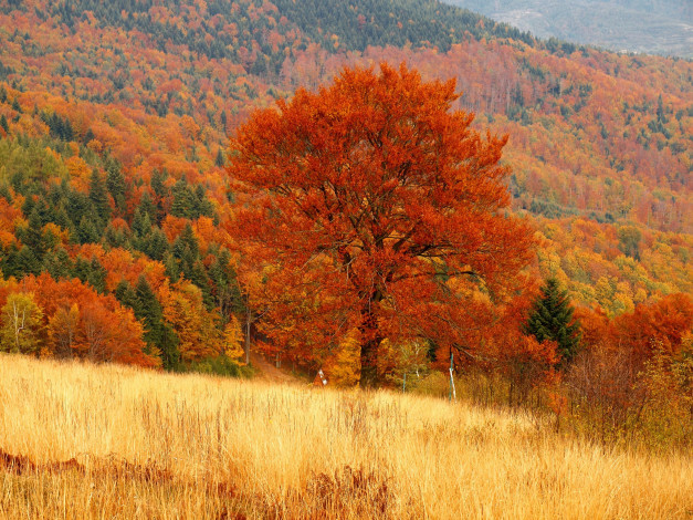 Обои картинки фото природа, деревья, лес, дерево, осень