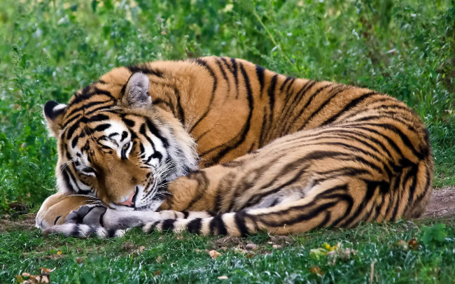 Обои картинки фото тигр, животные, тигры, лежитбспит