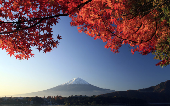 Обои картинки фото фудзияма, природа, горы, Япония, дерево, вулкан, осень, гора, ветки