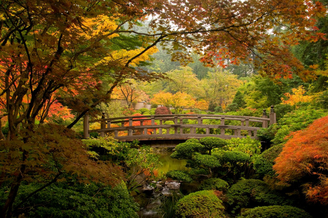 Обои картинки фото природа, парк, мостик, деревья, кусты, клен, японский
