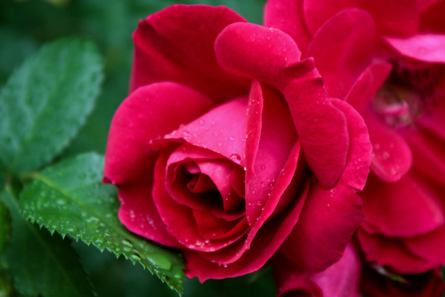 Обои картинки фото цветы, розы, красный, лепестки