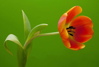 Картинка цветы тюльпаны наклон бутон лепестки стебель макро