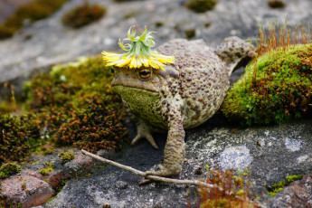 Картинка животные лягушки одуванчик природа жаба