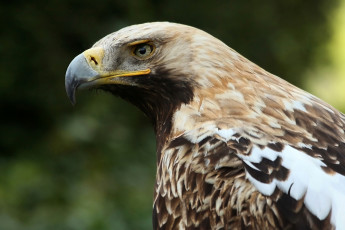 Картинка животные птицы хищники профиль беркут орел