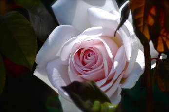 Картинка цветы розы бутон макро