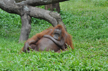 Картинка животные обезьяны орангутан пахан трава