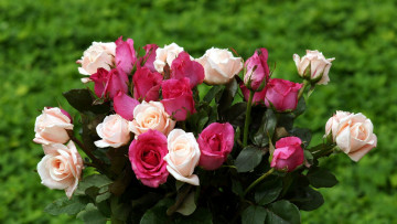Картинка цветы розы розовый кремовый