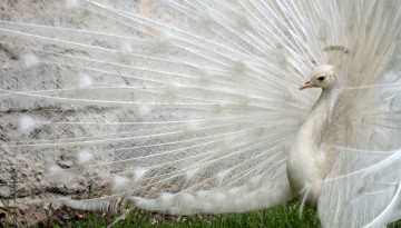Картинка животные павлины белый павлин хвост перья