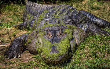 Картинка животные крокодилы лапы маскировка