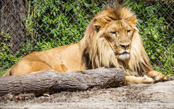Картинка животные львы бревно