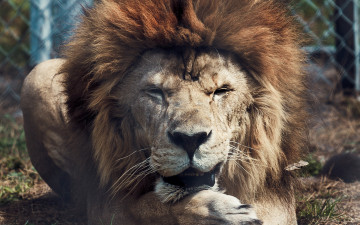 Картинка животные львы грива