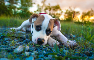 Картинка животные собаки боксёр щенок взгляд pitbull boxer mix питбуль