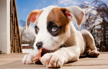 Картинка животные собаки pitbull boxer mix боксёр питбуль щенок