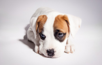 Картинка животные собаки pitbull boxer mix боксёр питбуль щенок