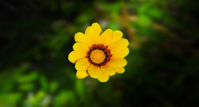 Обои картинки фото цветы, газания, цветок, желтый