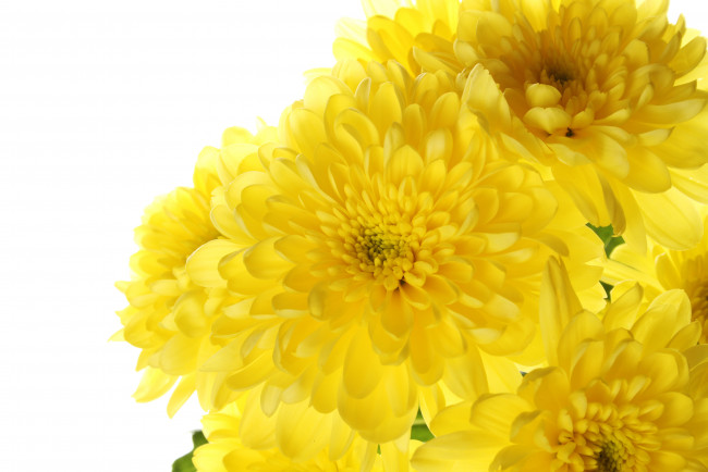 Обои картинки фото цветы, хризантемы, желтый